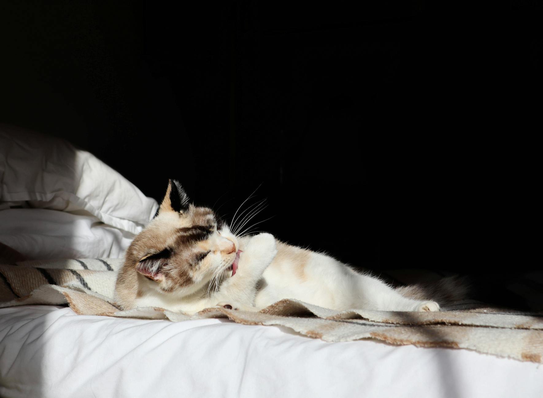 Collier lumineux pour chat