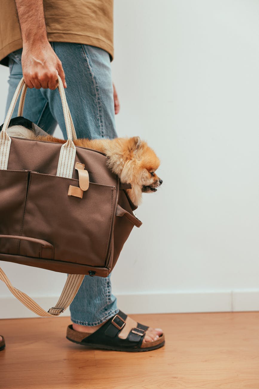 Accessoires de voyage pour animaux